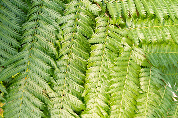 Close up the green fern leaves texture as background in natural light.