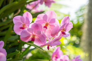 Fototapeta na wymiar Orchids with fuchsia color with light green background with bokeh