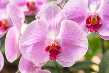 Close up the large magenta and white colored Phalaenopsis orchids in garden.