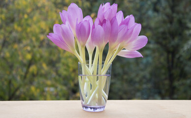 Bunch of crocus flowers in a glass vase on the background of nature.