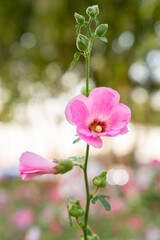 The beautiful pink Hollyhock flower under the sunlight, in the garden.