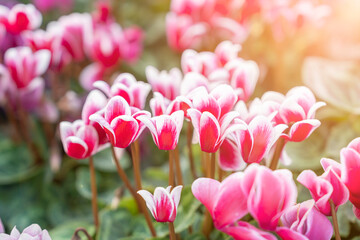 The colorful variegated cyclamen flowers in the garden. - obrazy, fototapety, plakaty