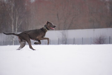 metis doberman run winter snow