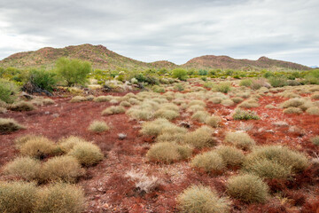 Small Bushes at Organ Pipe Cactus National Monument