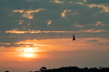 Fototapeta na wymiar Tern Hovers at Sunset