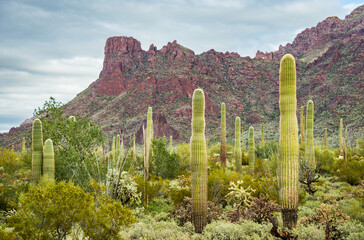 Butte and Hill at Organ Pipe Cactus National Monument