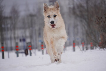 metis dog in snow