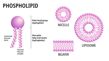 Obraz premium Structure of Phospholipid Molecule in Liposome, Micelle and Bilayer - Medical Vector Illustration