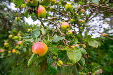 Ripe apples hanging from the branches of a tree.