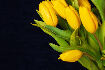 Obraz premium Several yellow tulips and fabric for text and decoration