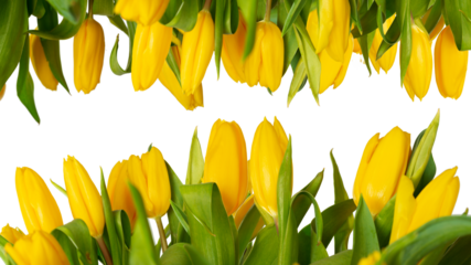 Many yellow tulips isolated for background and design