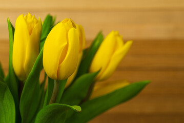 Several yellow tulips and boards for text and decoration