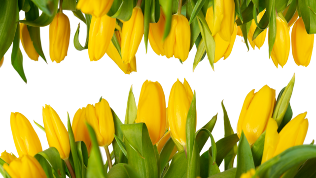 Many yellow tulips isolated for background and design
