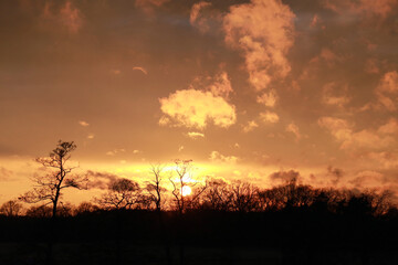 Naklejka premium orange sunset in the field