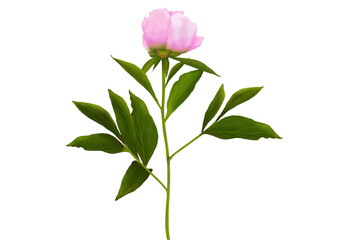 Obraz premium Drawing of pink peony flower with peony leaves