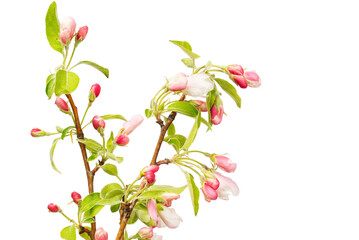 apple tree buds with pink petals on white background