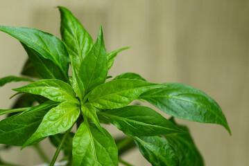 Young plant of hot pepper and gray background