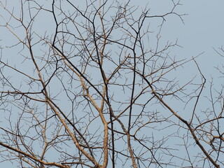 Dry branch of big tree. The view from under the tree overlooks the leafless branches of trees in autumn. Tree branches on blue sky background. The leaves have fallen until only the branches remain.
