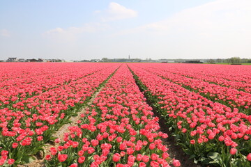 Ein Tulpenfeld einfarbig in Rosa / Pink blüht traumhaft in Holland