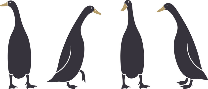 Indian runner ducks logo. Isolated indian runner ducks on white background. Bird
