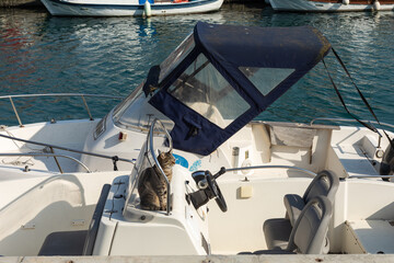 Grey cat sitting on the boat.