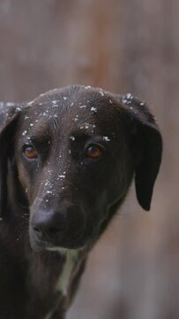 Slow Motion Shot Of Snowfall On Dog - Arvada, Colorado