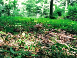 forest mushroom Forest grass plant Carpathians