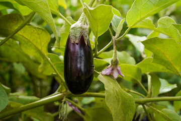 Eggplant plant growing. Eggplant fruit and green leaves.