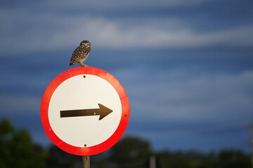 Coruja Buraqueira em placa de transito © Fernando