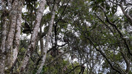 tree in the forest