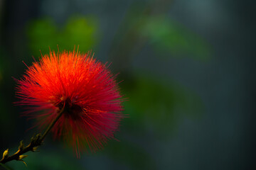 Blooming red flower on blur background. Close up, soft and selective focus. Calliandra haematocephala, commonly called red powder puff. 