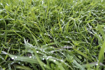 Wet green grass
