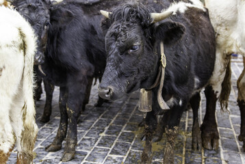 Fototapeta premium Cows on a farm