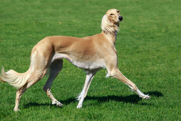 Obraz na płótnie Canvas The dog breed Azawakh