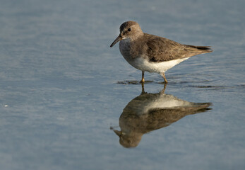 Closuep of a Temminck's stint at Asker marsh, Bahrain