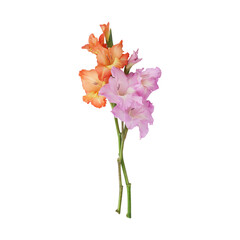 Orange Purple gladiolus flower stem isolated on transparent background