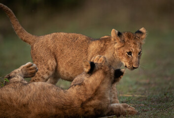 Lion cubs playing in the morning at Masai Mara, Kenya