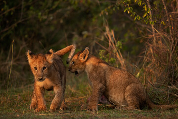 Lion cubs in the morning hours  at Masai Mara, Kenya