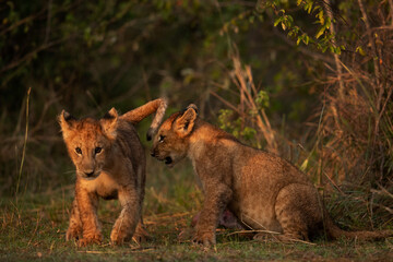 Lion cubs in the morning hours  at Masai Mara, Kenya