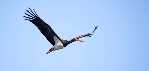 Obraz premium Black stork ciconia flies across the blue sky to hunt.