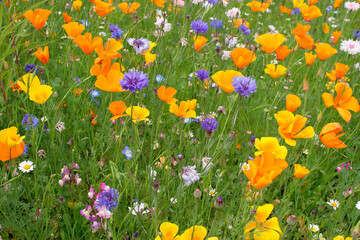 Fototapeta premium fleurs