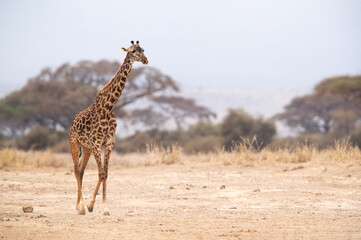 Portrait of a Giraffe at Amboseli national park, Kenya