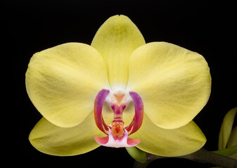 Yellow Phalaenopsis Orchid Flower with Magenta Center
