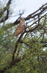 Dusky eagle-owl perched on a tree at Keoladeo Ghana National Park, Bharatpur, India