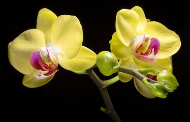 Yellow Orchid Phalaenopsis Blossoms