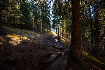 Fototapeta premium Tall old fir trees grow on a mountainside under a blue sky in the rays of sunlight. A fragment of a spruce forest with tall trees in the mountains.