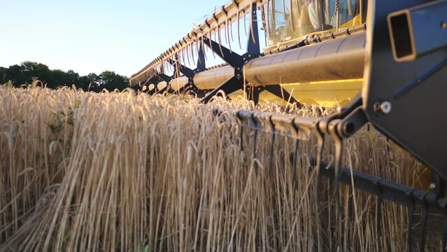 Close up blades of combine spinning and cutting yellow ears of wheat. Grain harvester riding through rural and gathering crop of ripe barley. Bright light of sunset illuminates grain field. Slow mo