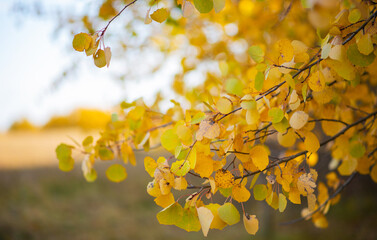 Obraz premium Beautiful autumn landscape with yellow trees and sun. Colorful foliage in nature. Leaves shining in the light of the sun natural background.