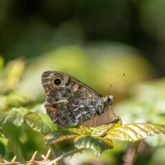 Wall Brown Butterfly Resting on a Leaf