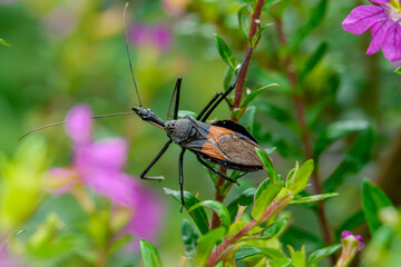 close portrait of assassin bug that is perched in the bush